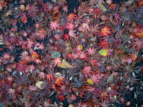 thumb_12112010029.jpg