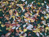 thumb_12112010030.jpg