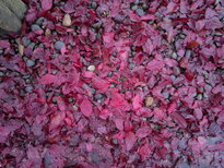 thumb_12112010031.jpg