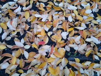 thumb_12112010032.jpg