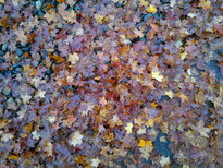 thumb_12112010033.jpg