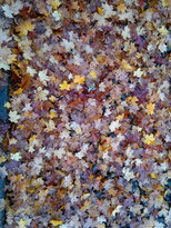 thumb_12112010034.jpg