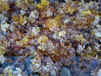 thumb_12112010035.jpg