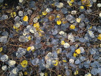 thumb_12112010036.jpg
