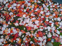 thumb_12112010037.jpg