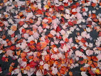 thumb_12112010038.jpg