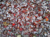 thumb_12112010039.jpg