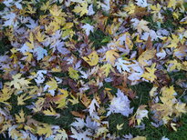 thumb_12112010040.jpg