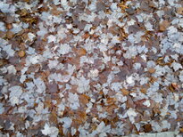 thumb_12112010041.jpg
