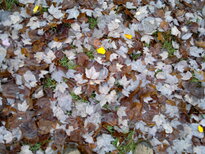 thumb_12112010042.jpg