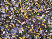 thumb_12112010043.jpg
