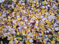 thumb_12112010044.jpg