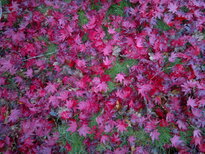 thumb_13112010050.jpg
