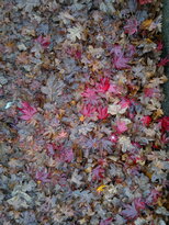 thumb_13112010051.jpg