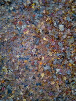 thumb_13112010052.jpg
