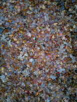 thumb_13112010053.jpg