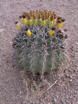 thumb_19112010059.jpg