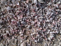 thumb_03122010145.jpg