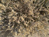 thumb_03122010148.jpg