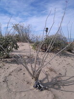 thumb_03122010154.jpg