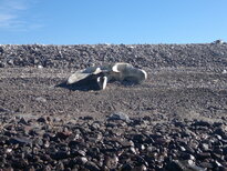 thumb_19122010319.jpg