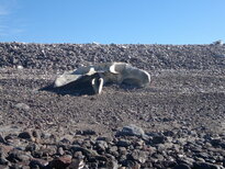 thumb_19122010320.jpg