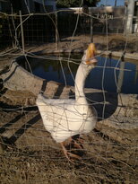 thumb_23122010376.jpg