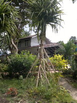thumb_16012011556.jpg