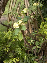 thumb_16012011557.jpg