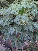 thumb_18012011583.jpg