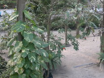 thumb_19012011618.jpg