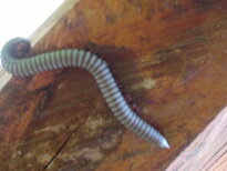 thumb_25012011676.jpg