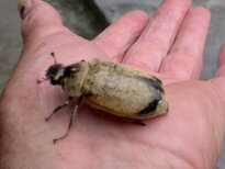 thumb_25012011684.jpg