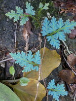 thumb_26012011709.jpg