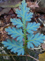 thumb_26012011710.jpg