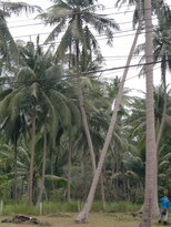 thumb_26012011719.jpg