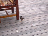 thumb_26012011720.jpg