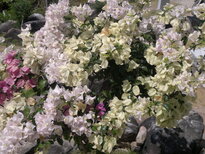 thumb_29012011780.jpg