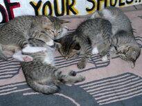 thumb_31012011831.jpg