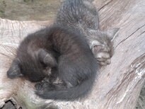 thumb_31012011833.jpg