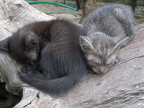 thumb_31012011834.jpg