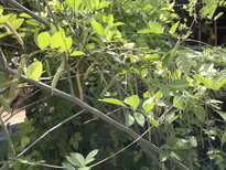 thumb_03022011873.jpg