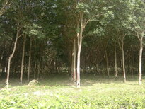 thumb_03022011892.jpg