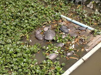 thumb_270220111419.jpg