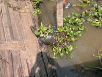 thumb_270220111420.jpg
