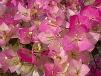 thumb_010320111446.jpg