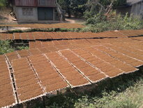 thumb_020320111463.jpg