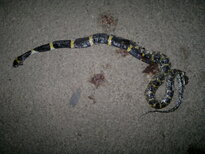 thumb_020320111494.jpg