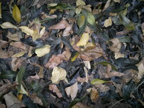 thumb_070320111614.jpg