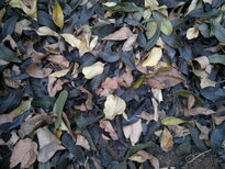 thumb_070320111615.jpg